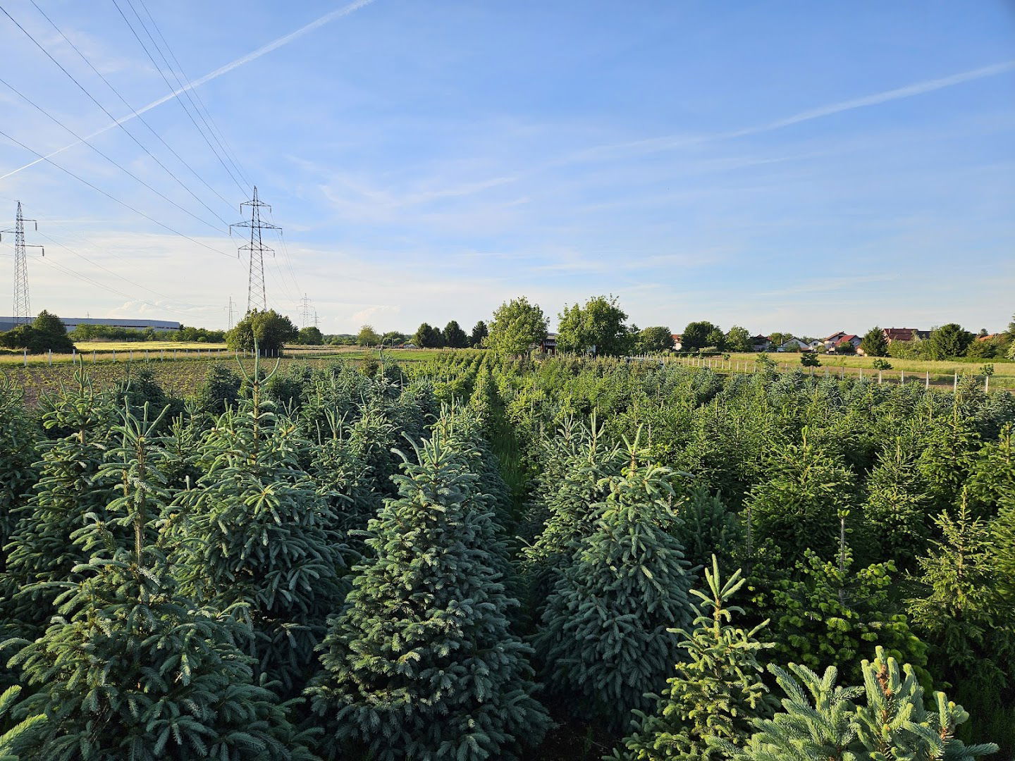 Rasadnik - božićna drvca Cikač