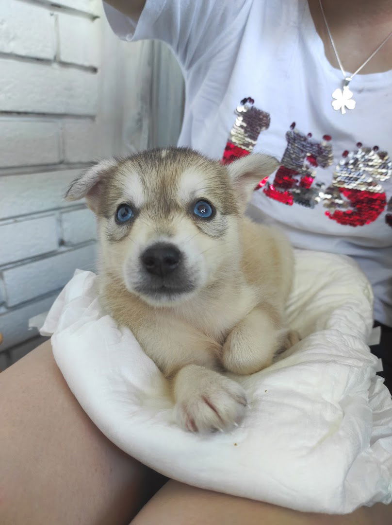 Азил за псе