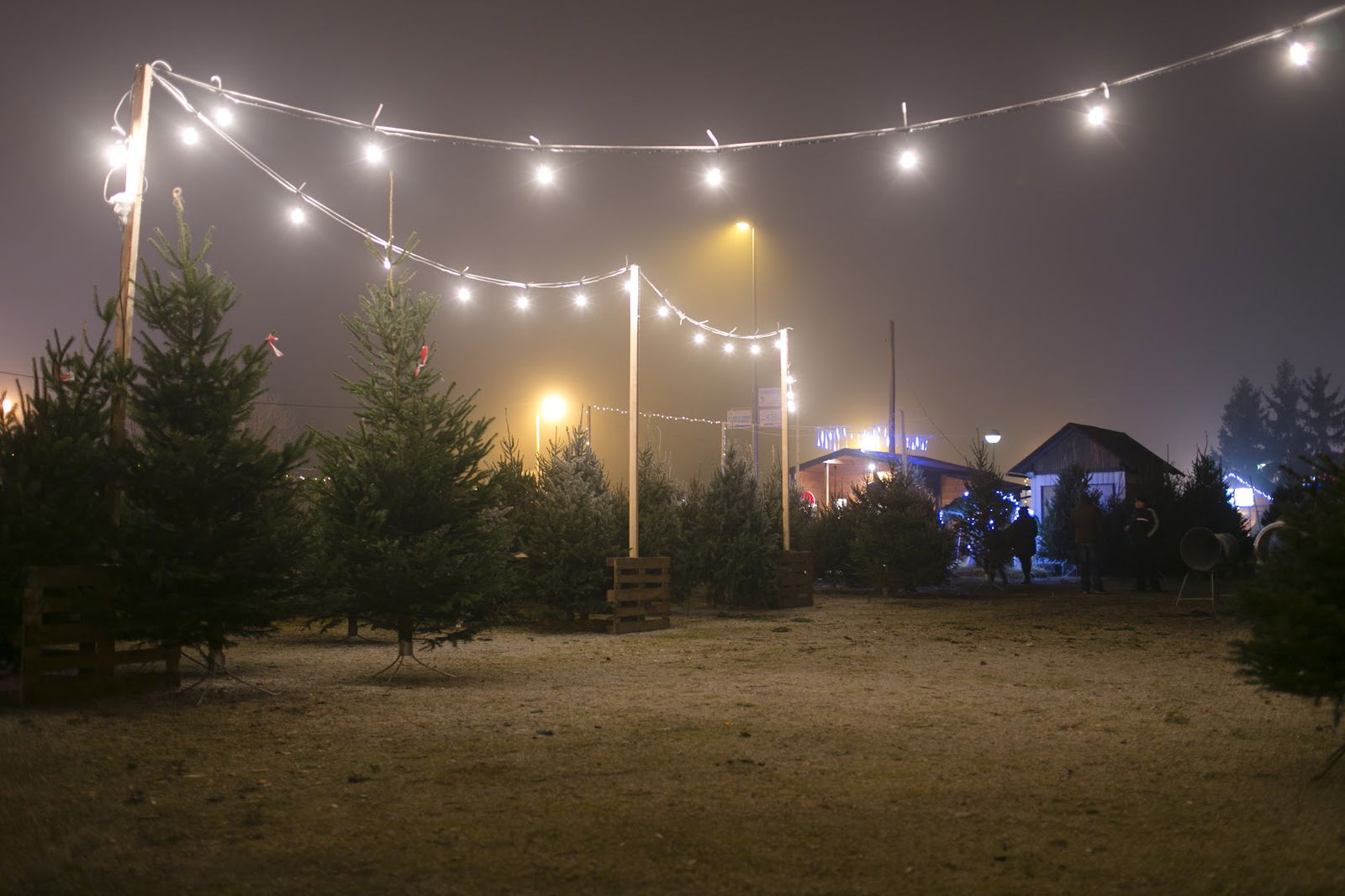 Božićna Drvca Kaurić