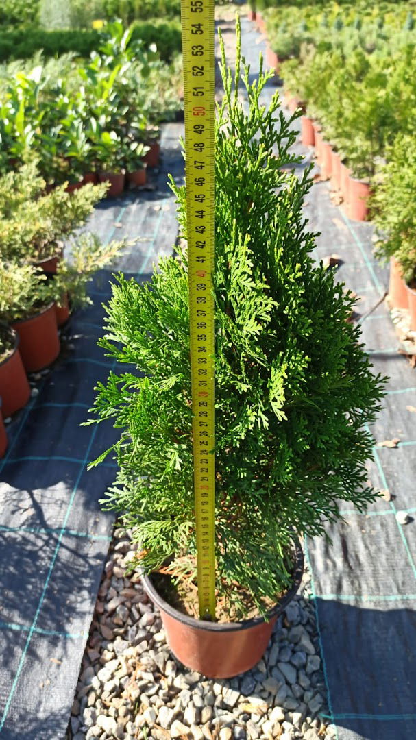 Rasadnik Cetinara Stamenic