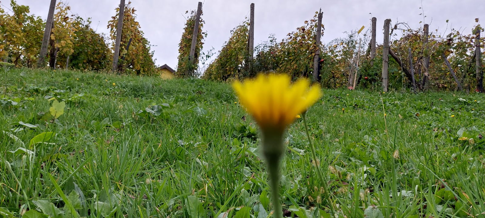 Blueberry Hill - Vinica Kc