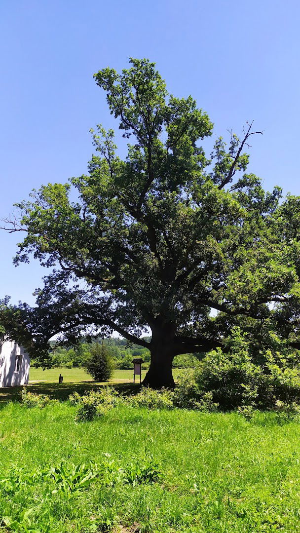 Споменик природе Три храста лужњака Баре