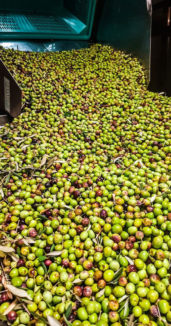 Uljara Bribirske Mostine