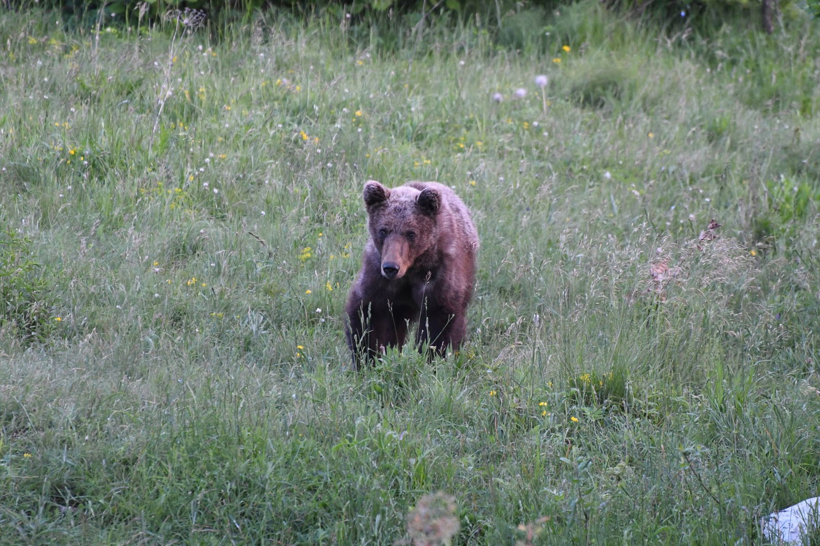 Bear Wathing Slovenia