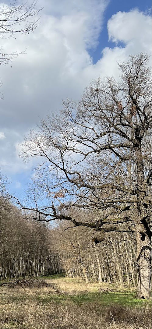 Klupa kod starog Hrasta