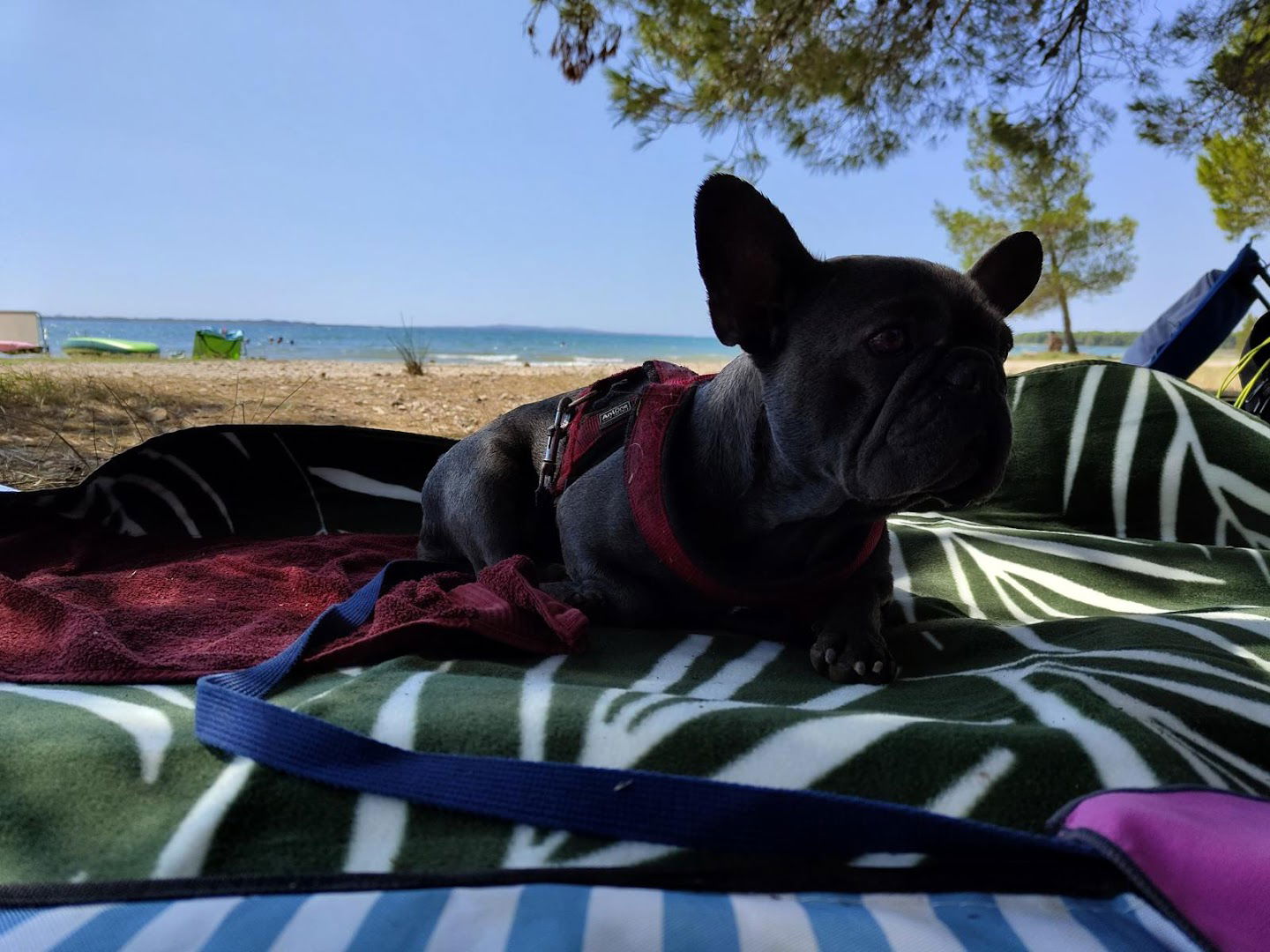 Pláž pro všechny včetně psů