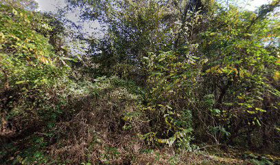 Old cemetery Pješčenica