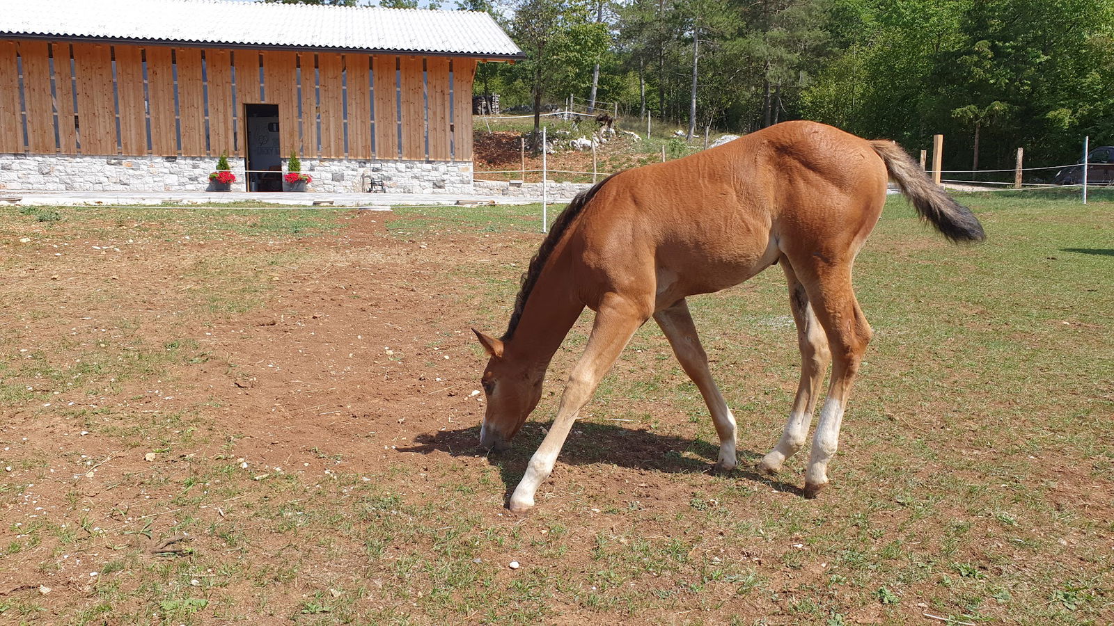 Srečna kmetija-Lucky ranch SLO