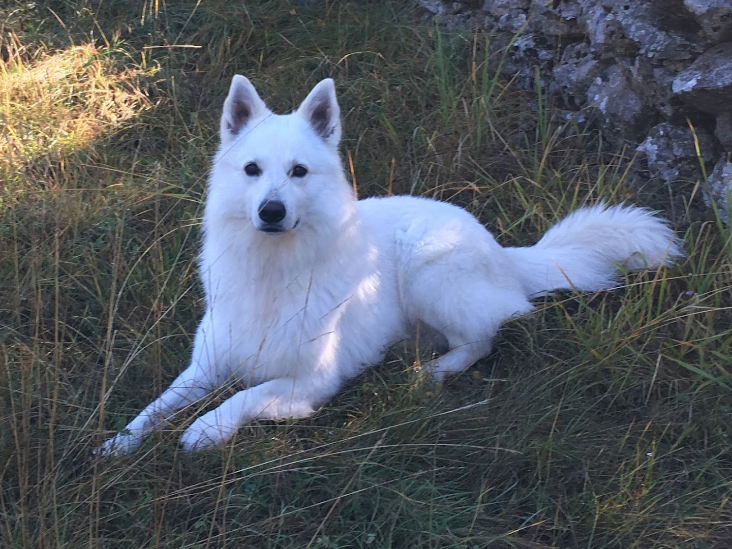 Toplica - Veterinarska bolnica, Center za zdravljenje živali