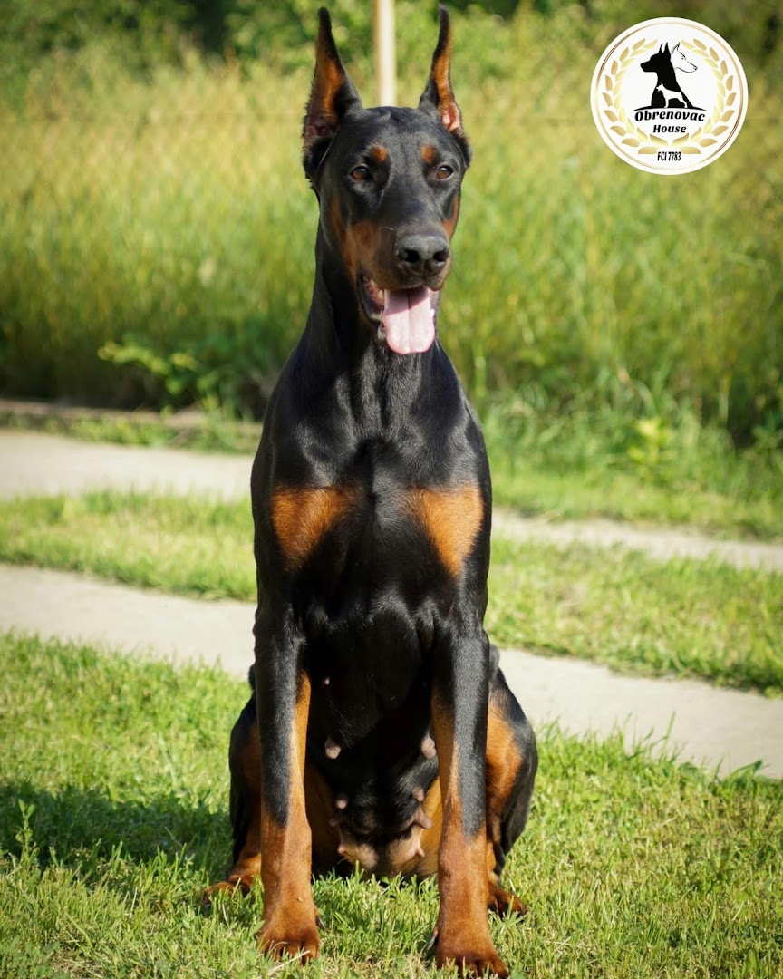 Obrenovac house dobermann Kennel