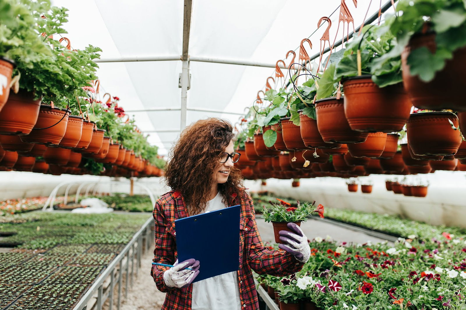 Rasadnik cveca Sekulic