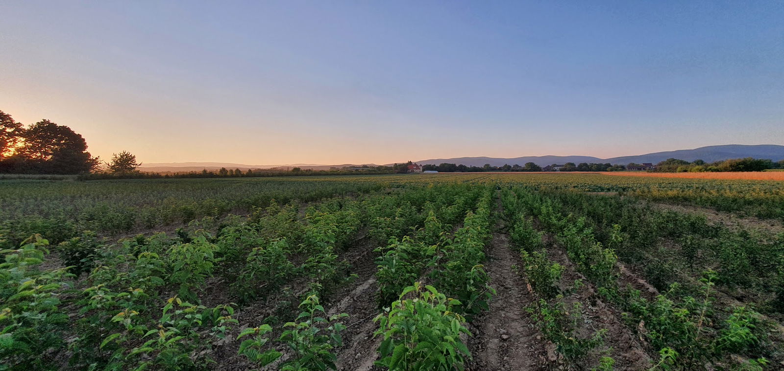 Displantarium d.o.o.