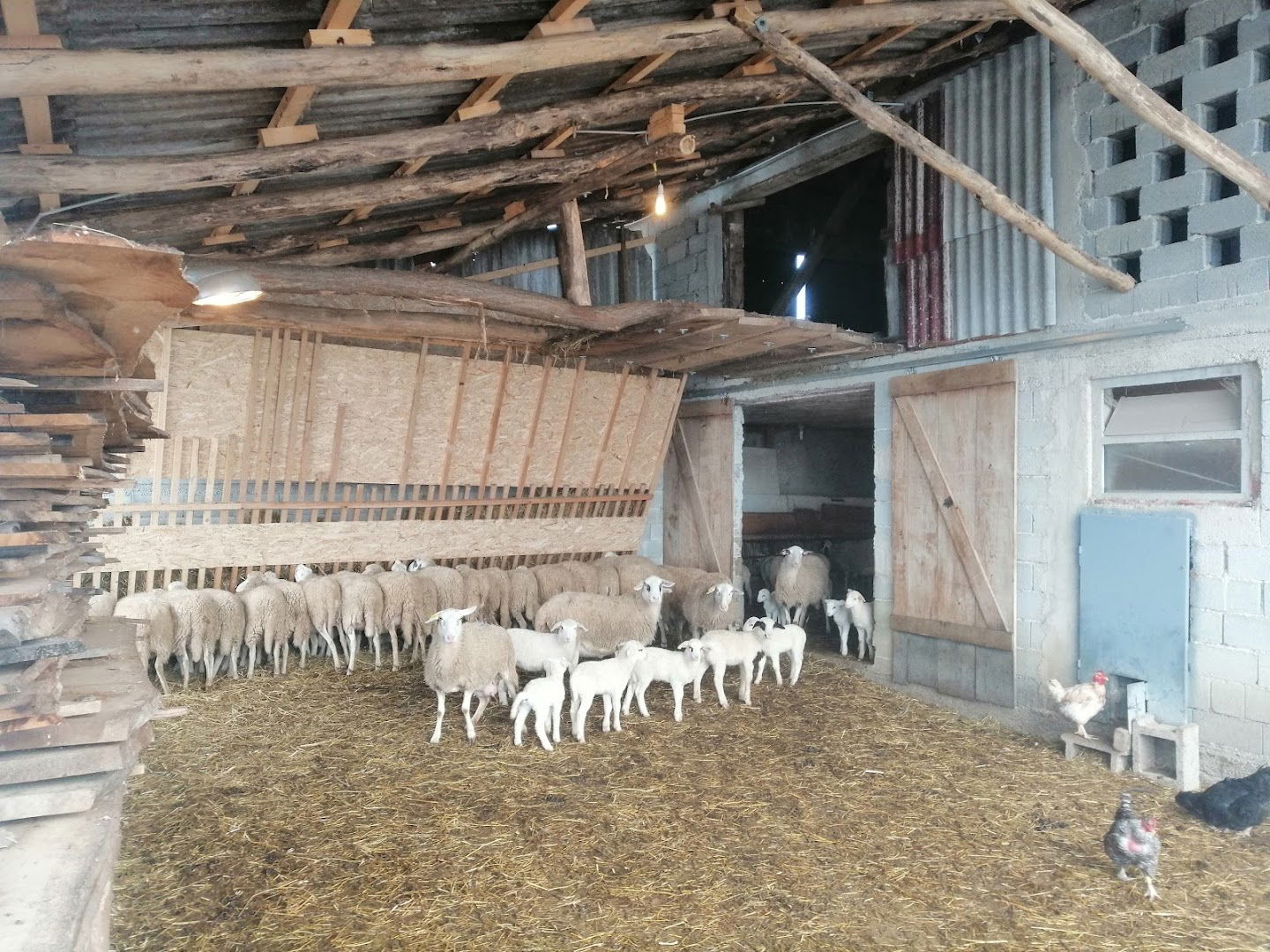 opg Berc ovce i janjci