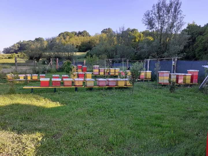 Pčelarstvo / "Mimi Bee" / OPG Horvatić