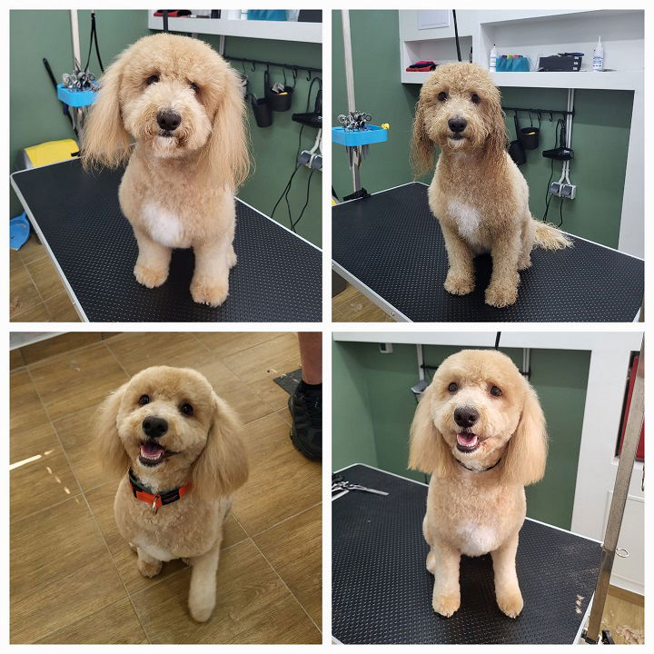 ŠIŠERAJ, salon za šišanje i njegu kućnih ljubimaca