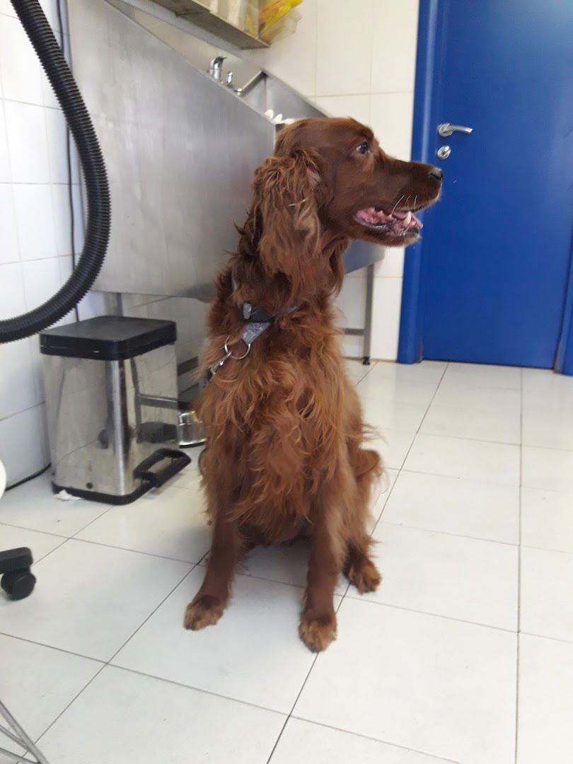 Sveti Vrači - urgentna veterinarska klinika