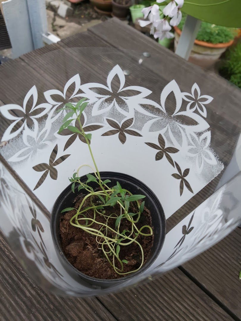 Rasadnik začinskog bilja Rotar