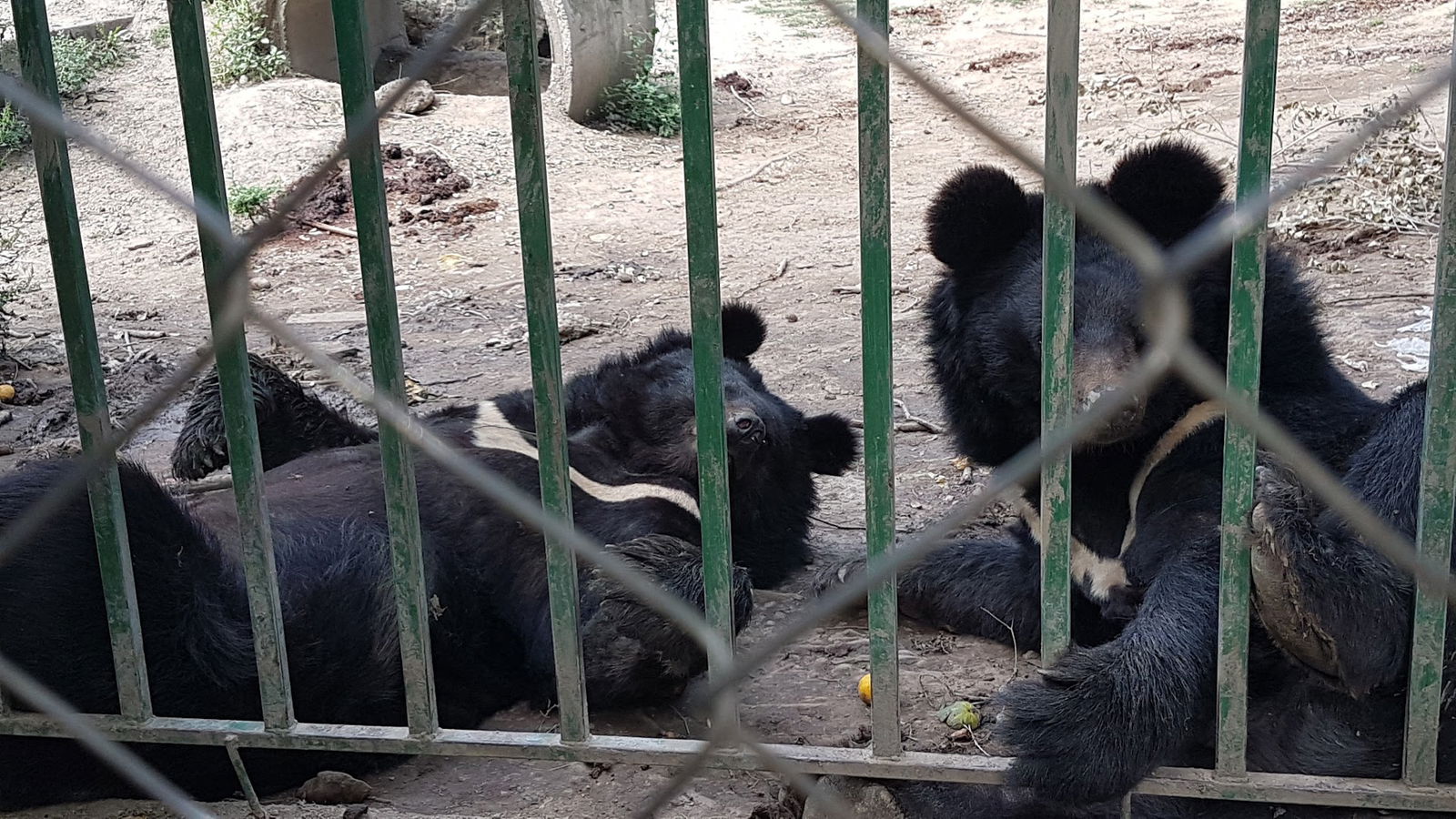 Zoološki vrt „Koki“