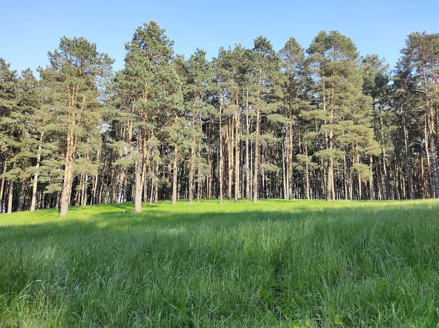 Летњиковац