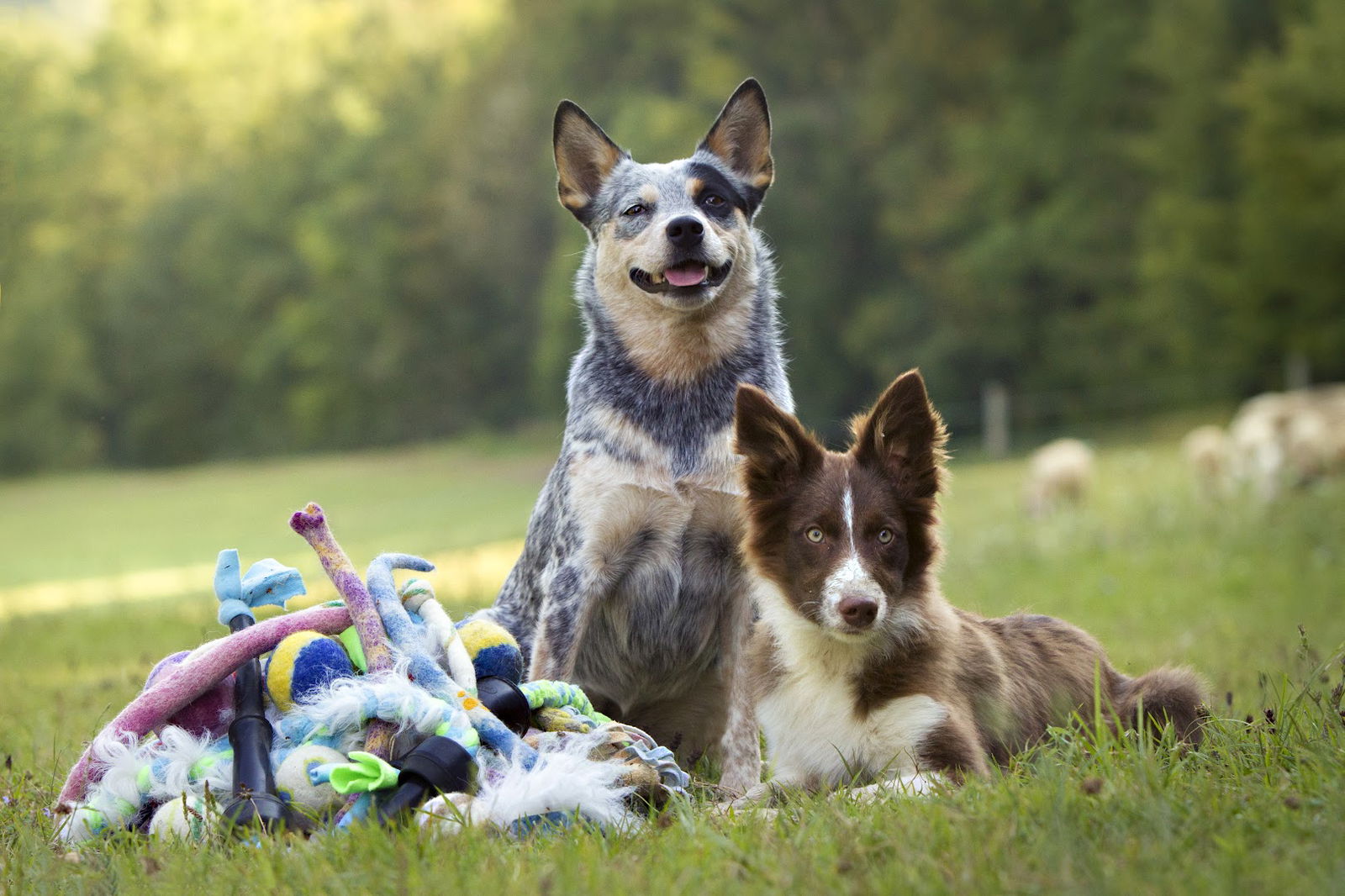 CANIPOW - SHEEPDOG TOYS