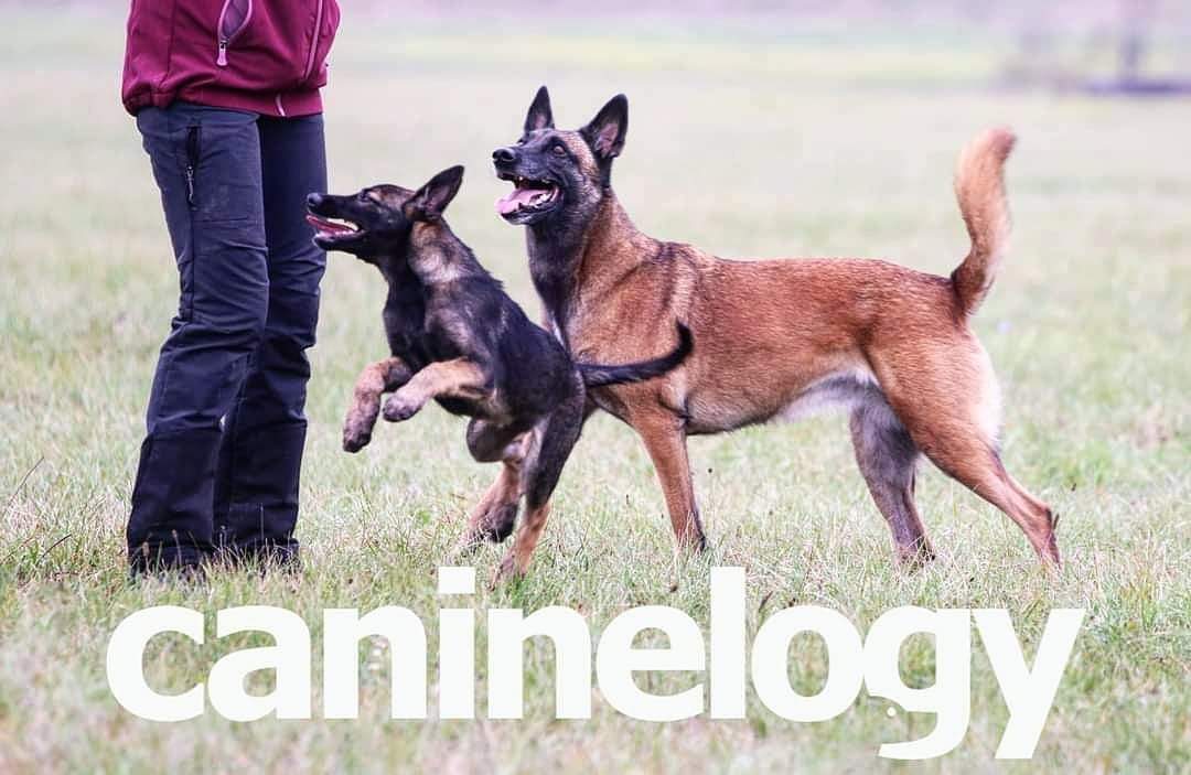 Caninelogy - Centar za školovanje i trening pasa