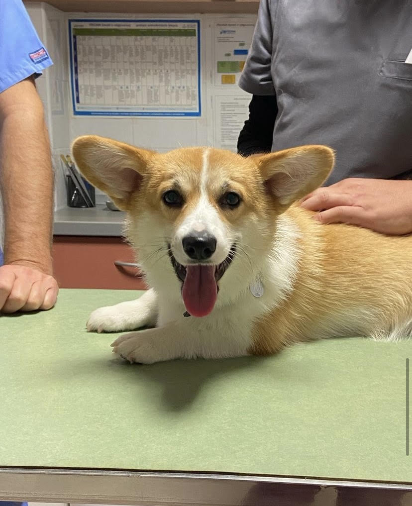 Veterinarska ambulanta Jazine