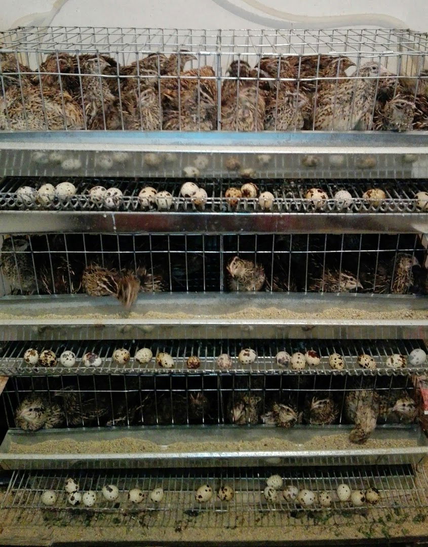 Prepeličarnica Lipovica