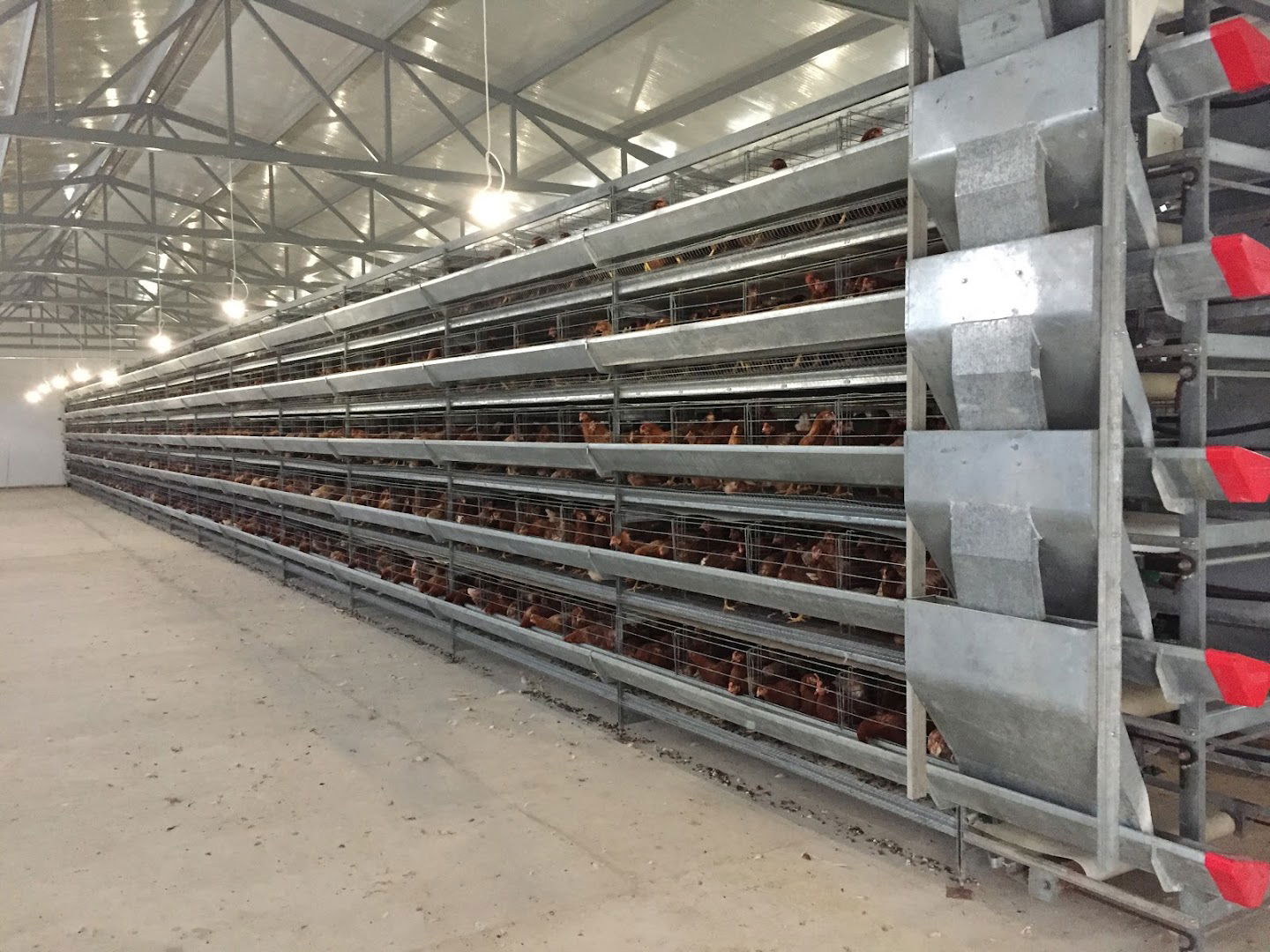 Farma koka nosilja Nedeljković