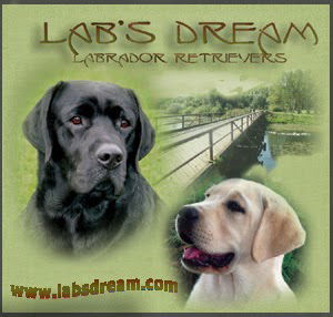 Lab's Dream Labrador Retrievers