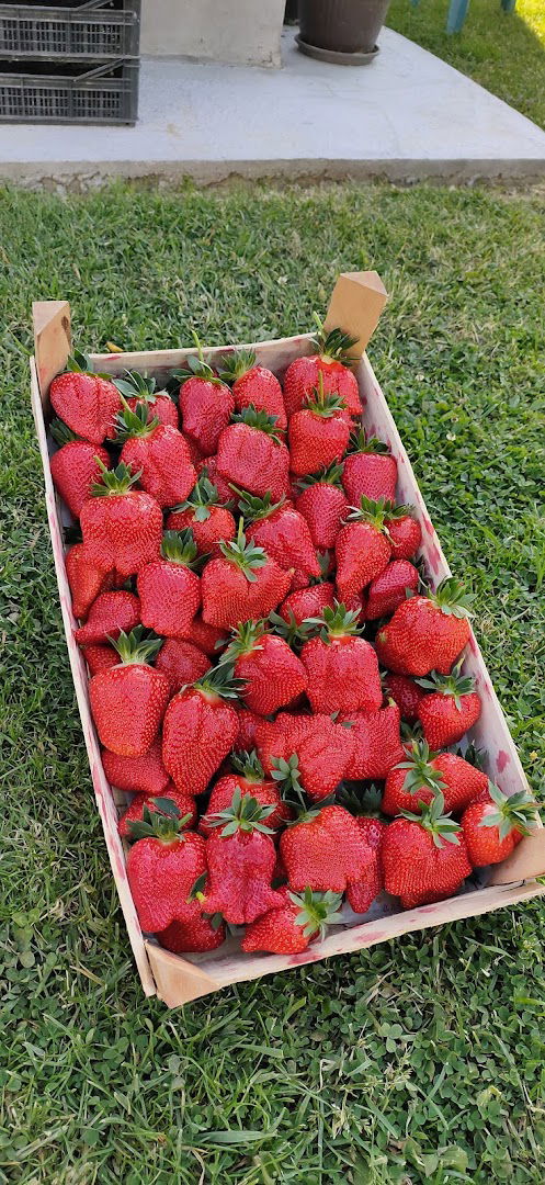 Plantaza jagoda Jezdimirovic