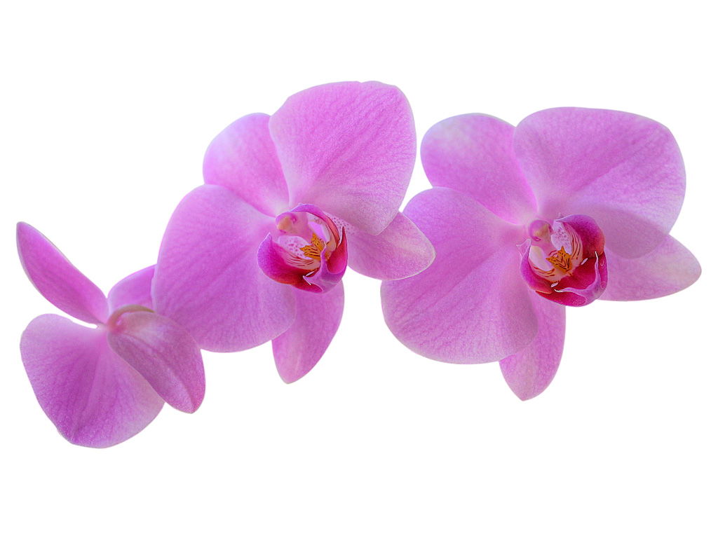 Lanisame kozmetički salon