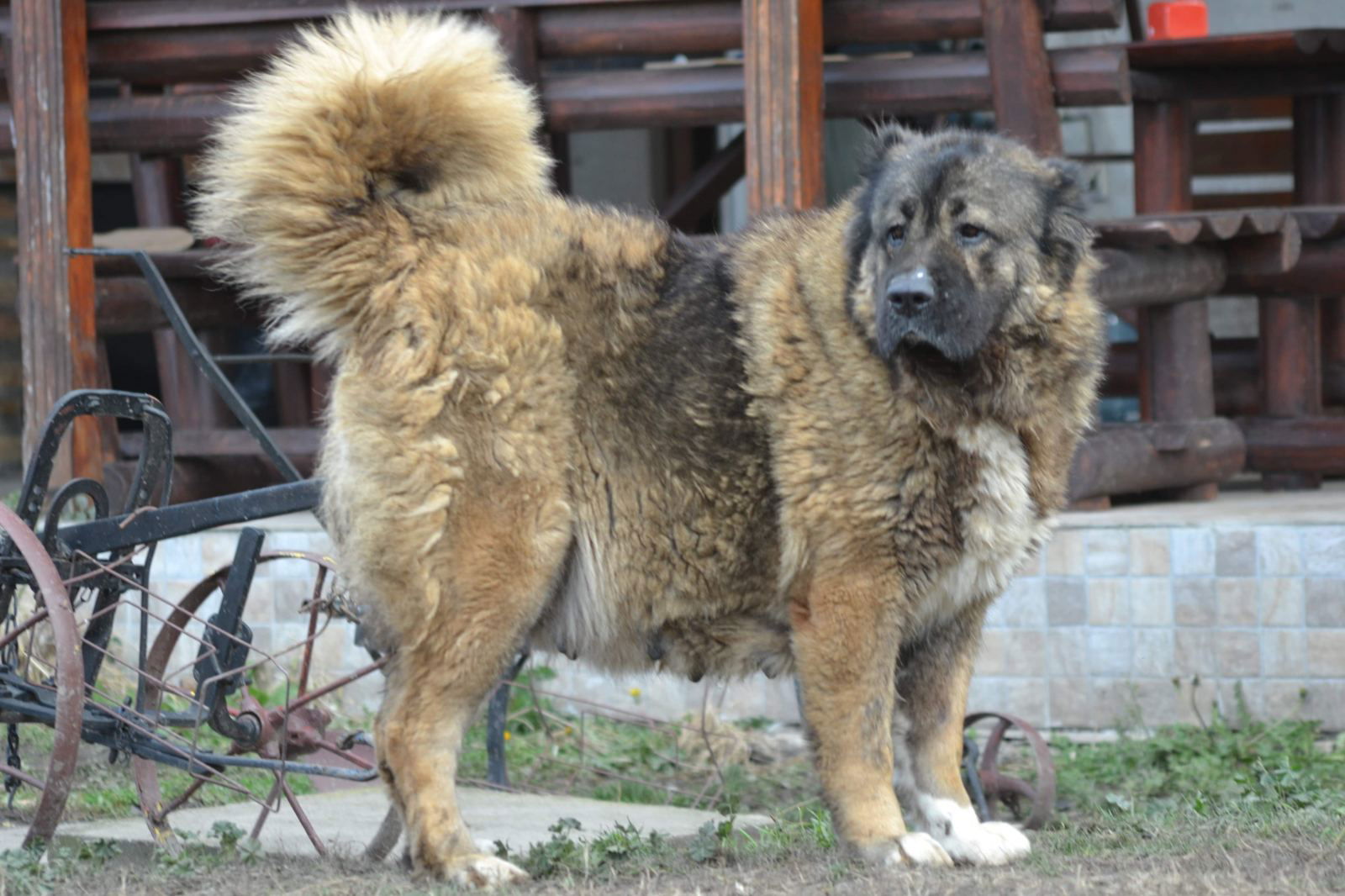 Odgajivačnica Ruska Nada