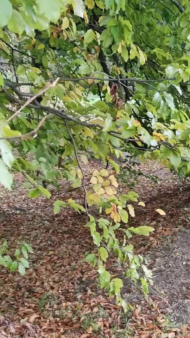 Perivoj Josipa Vrbanića