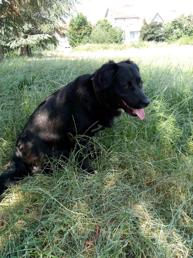 Veterinarska ambulanta Arsić Vet