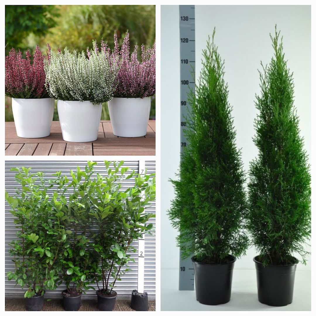 Plant Agent doo Beograd - Projektovanje, uređenje i održavanje zelenih površina