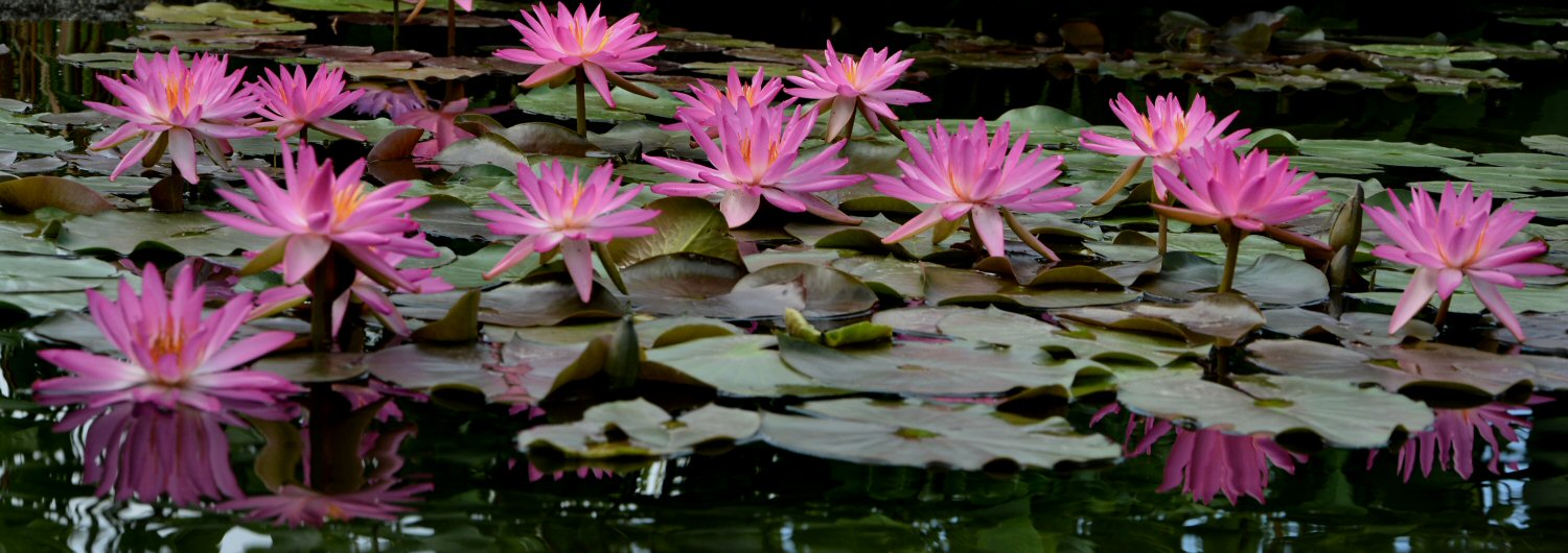Water Plants Italy Di Bergamo Mauro (vendita online)