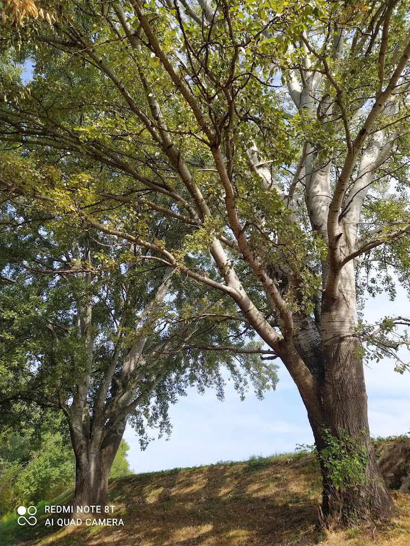 Pioppi Bianchi Alberi Monumentali del Friuli Venezia Giulia