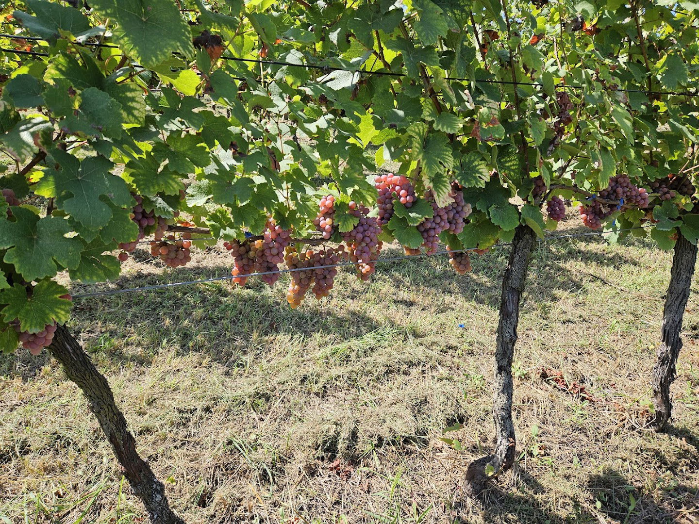 Aršanj, Villa Đurđa