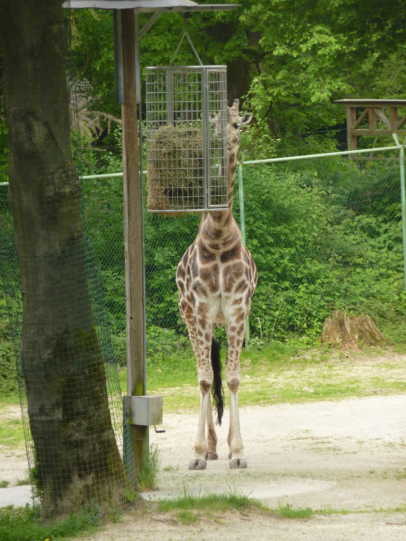 Živalski vrt-ZOO