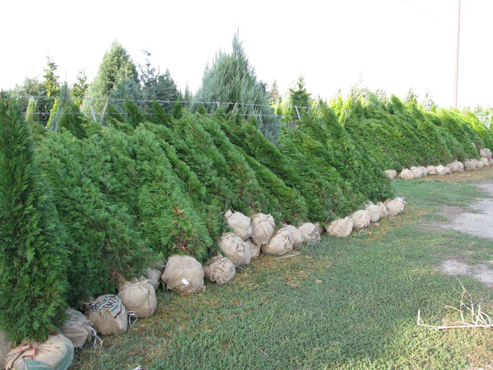 Rasadnik, "Zelena Pločica"