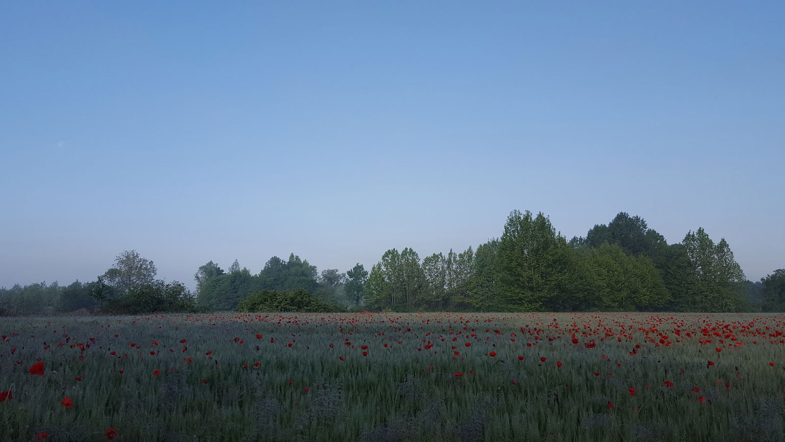 Biotopo Torbiera Selvote