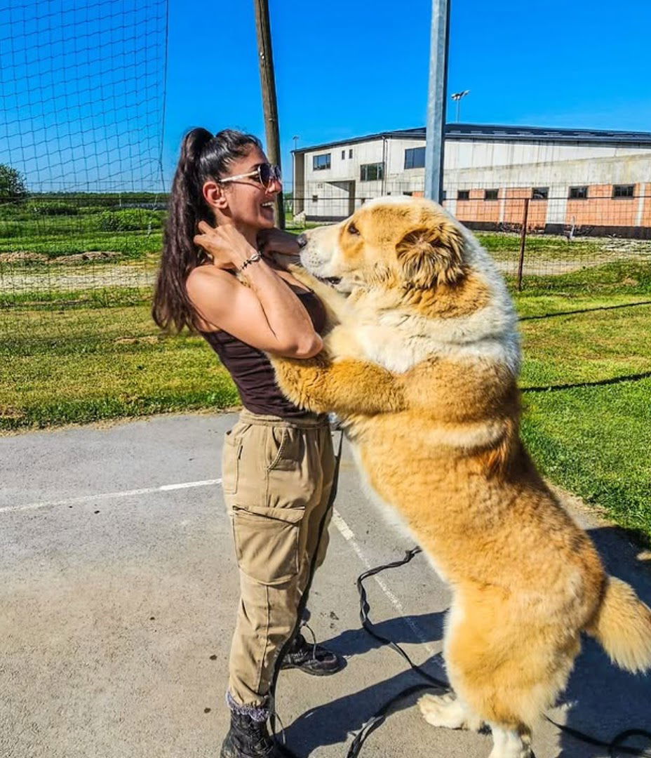 PAMETNA ŠAPA : Škola za pse / Obuka psa za SRK / Trik Trening psa / socijalizacija psa za svakodnevni život