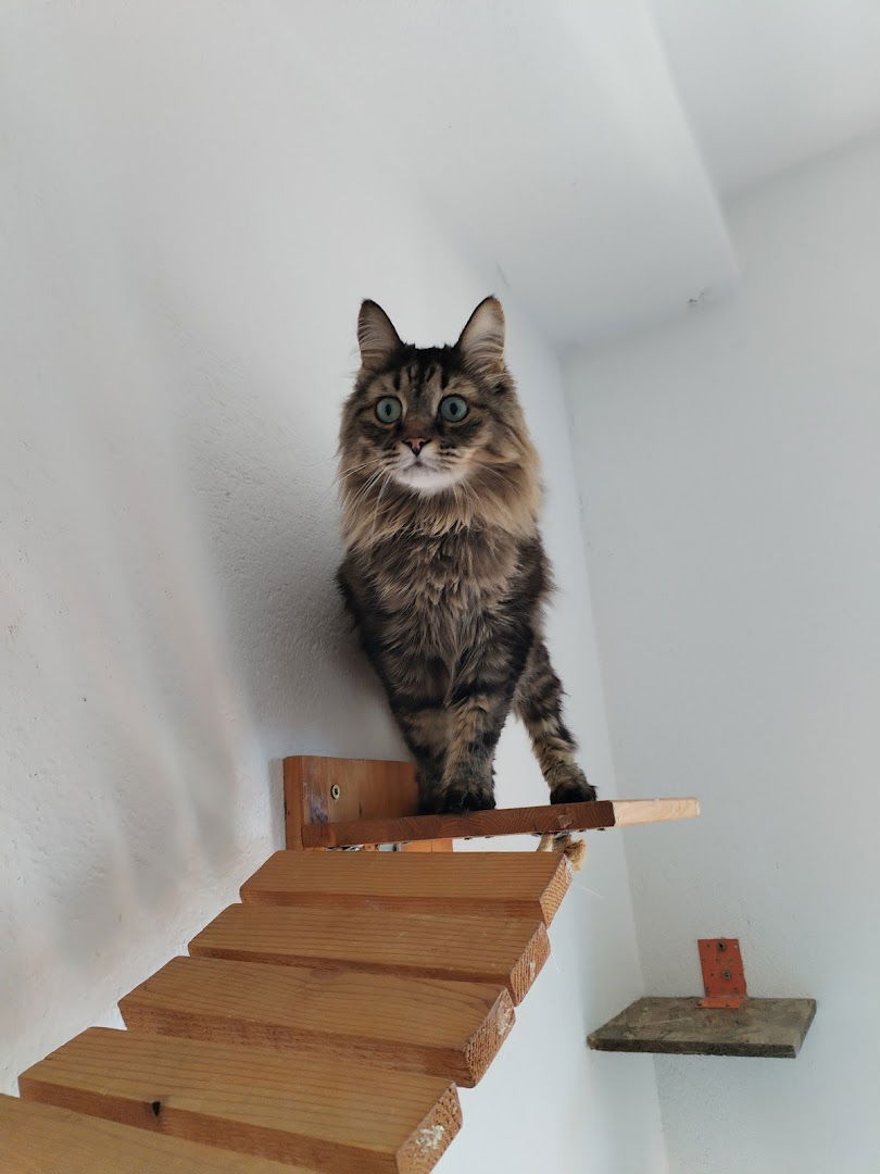 Cat Hotel - Junior Cat