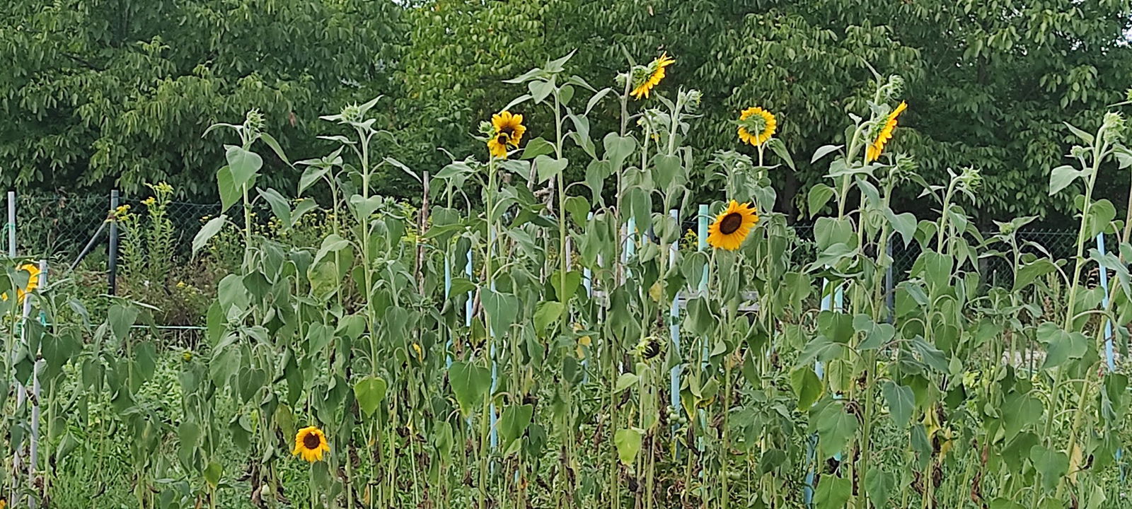 Gradski vrt Stenjevec