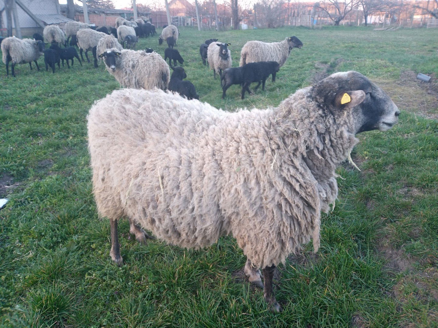 Gazdinstvo Mickovski