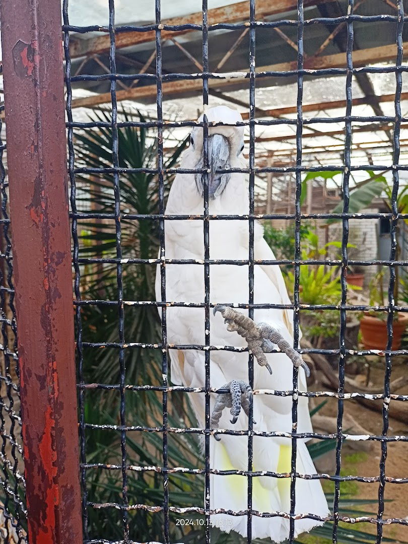 Pheasant farm / Koki, NP Brijuni