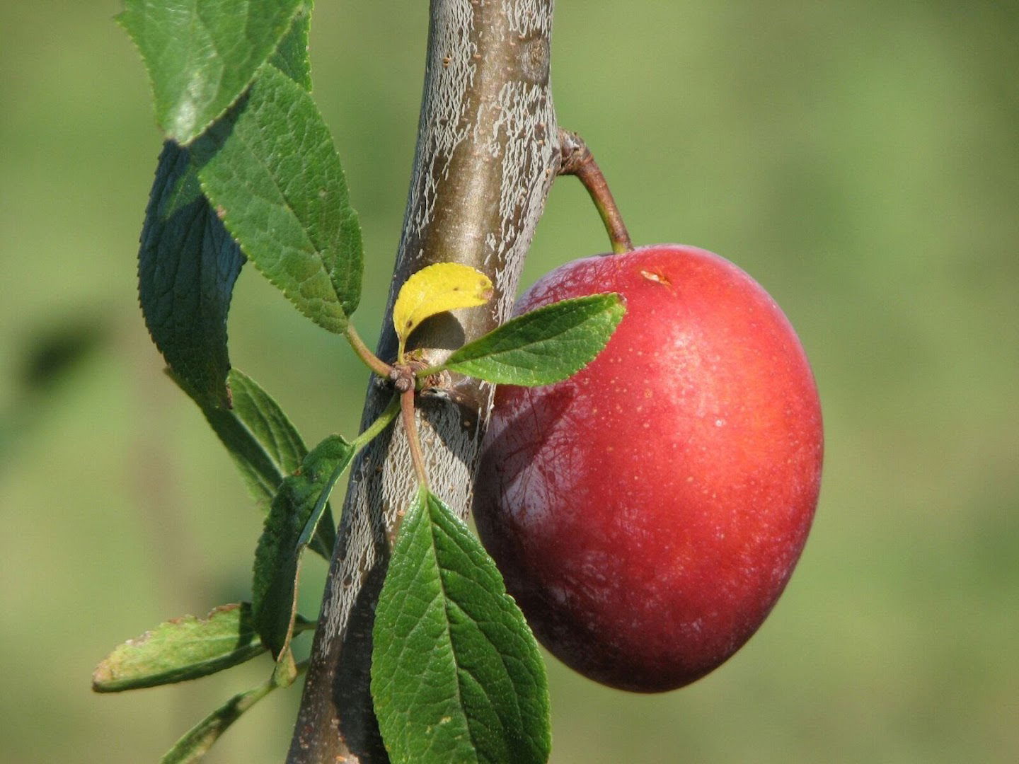 RPG "Ivan Ivanović"