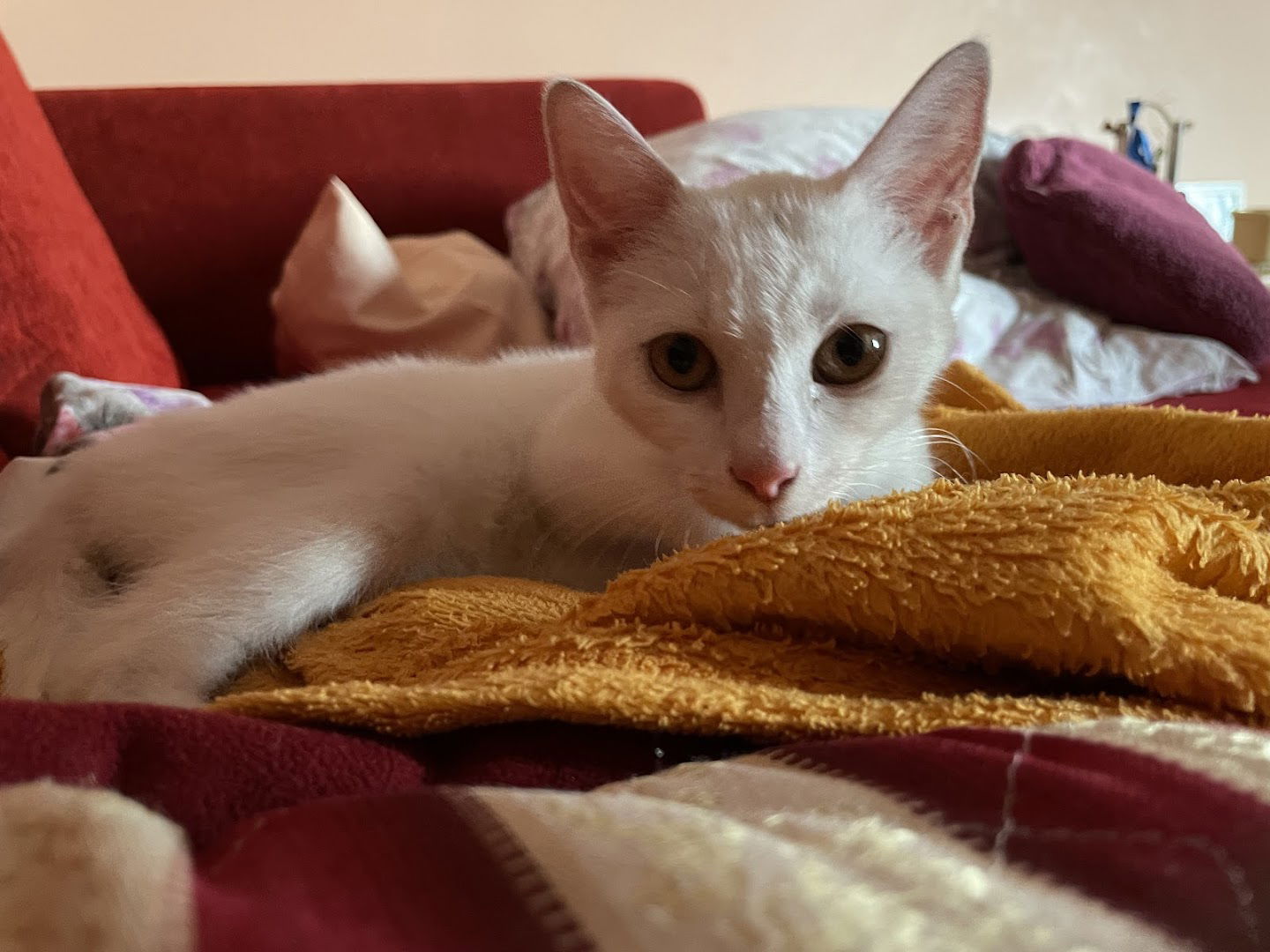 Mjau Mjau Hotel Za Mačke