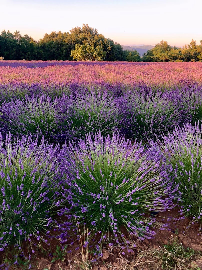 Lavanda Oklen