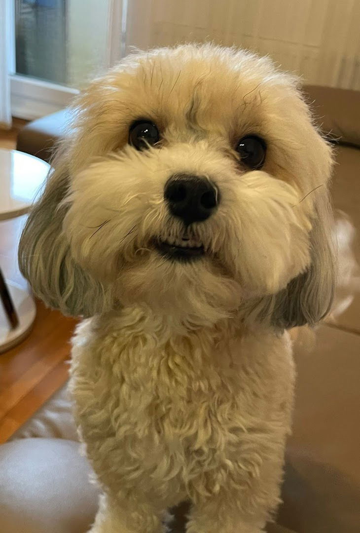 Pawsitive - salon for dogs